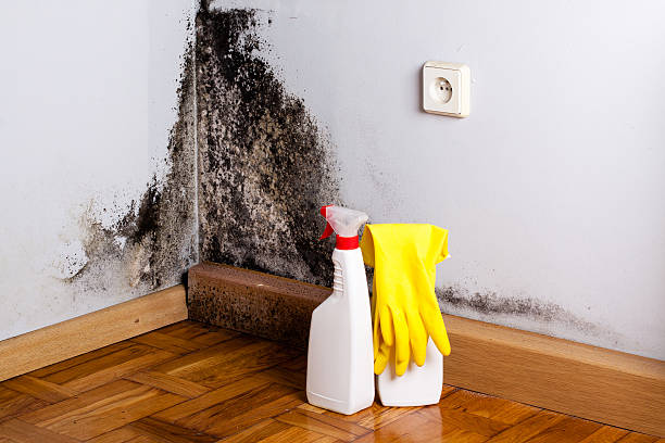 Best Black Mold Removal  in West Carrollton, OH